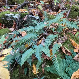 Christmas Fern - Polystichum acrostichoides